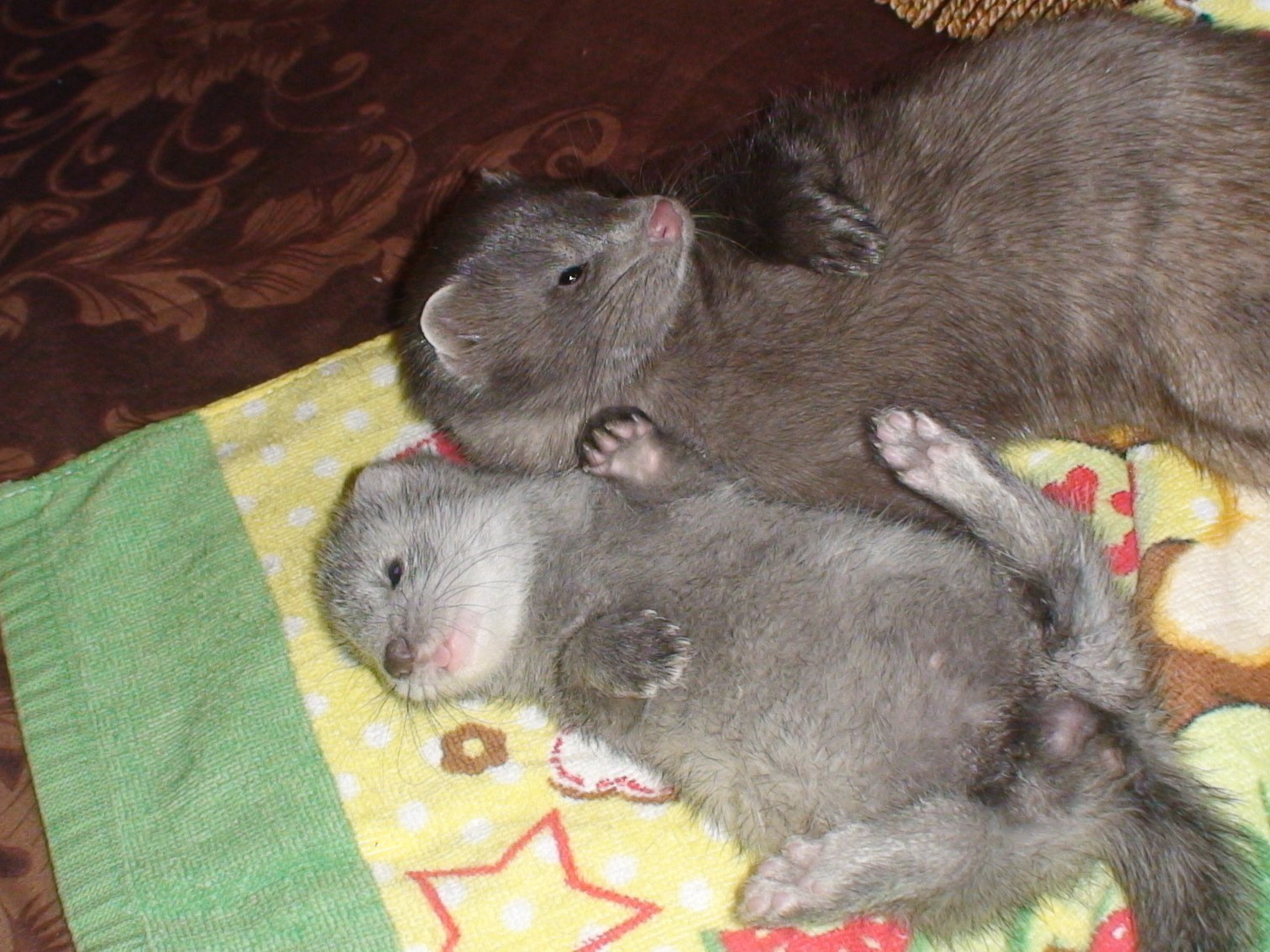 When Double Trouble Is Double Happiness - My, American mink, Mink, Exotic animals, Fluffy, Mink in the house, Longpost