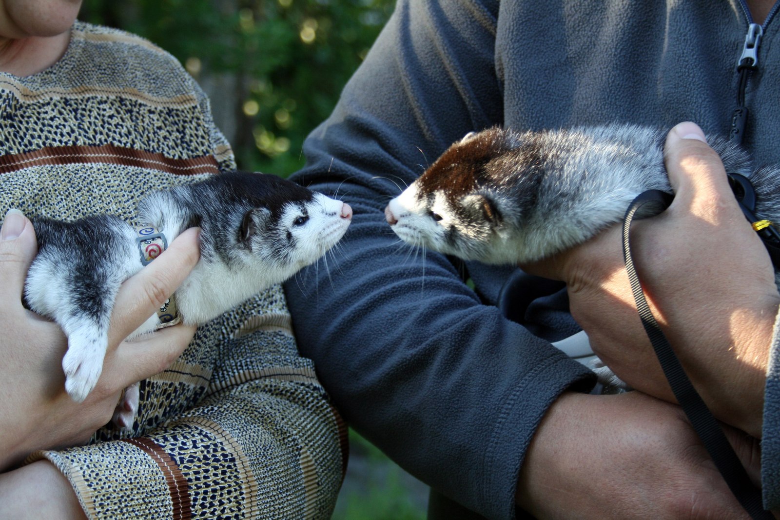 When Double Trouble Is Double Happiness - My, American mink, Mink, Exotic animals, Fluffy, Mink in the house, Longpost