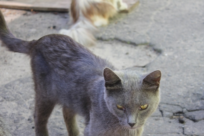 Мой личный Котоленд 87 - Моё, Кот, Приют, Помощь, Доброта, Котоленд, Длиннопост, Приют Котоленд