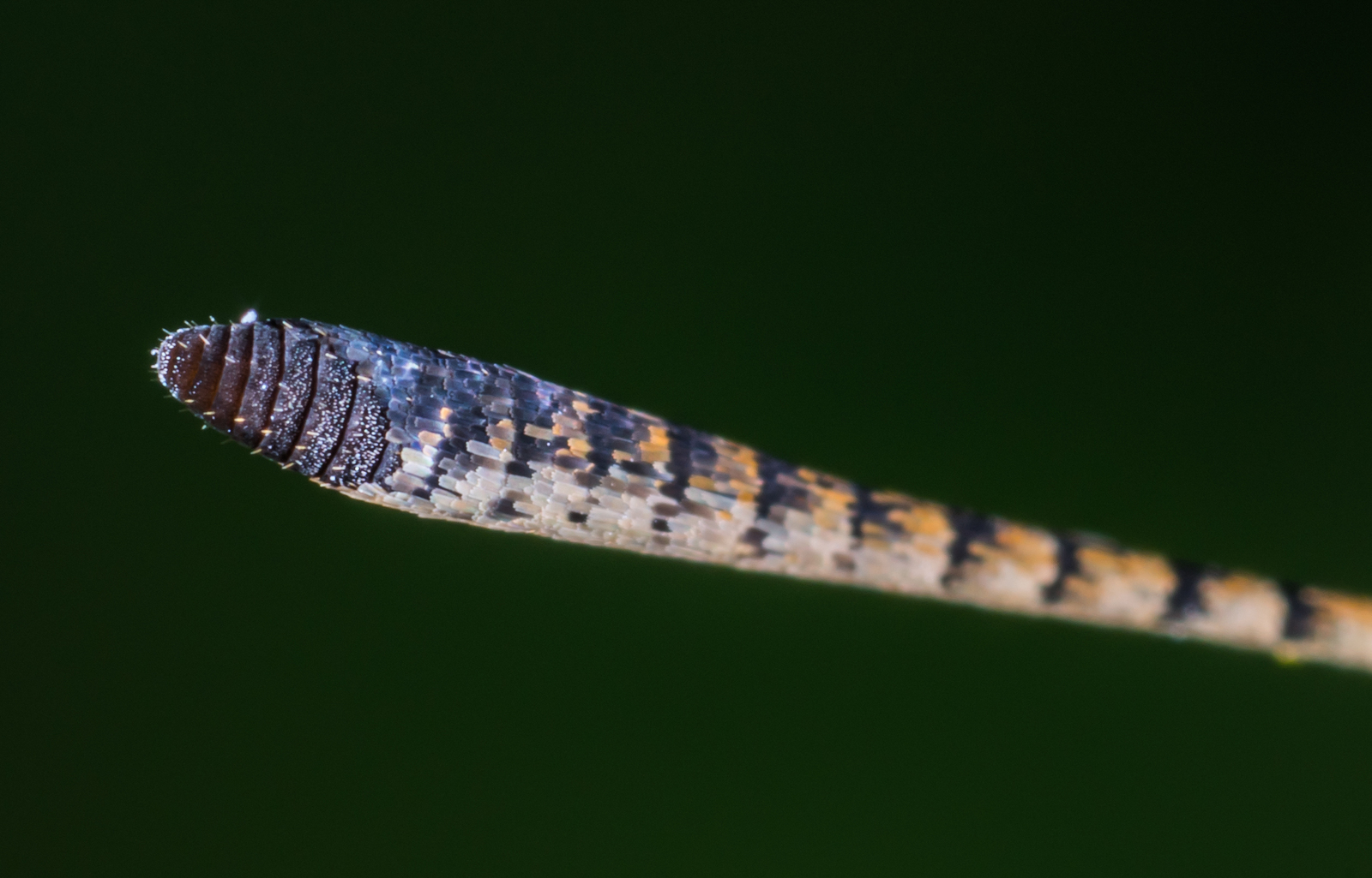 Macrophotographer's Notes: Fathead - My, fathead, Butterfly, Macro, Insects, Mp-e 65 mm, Longpost, Macro photography