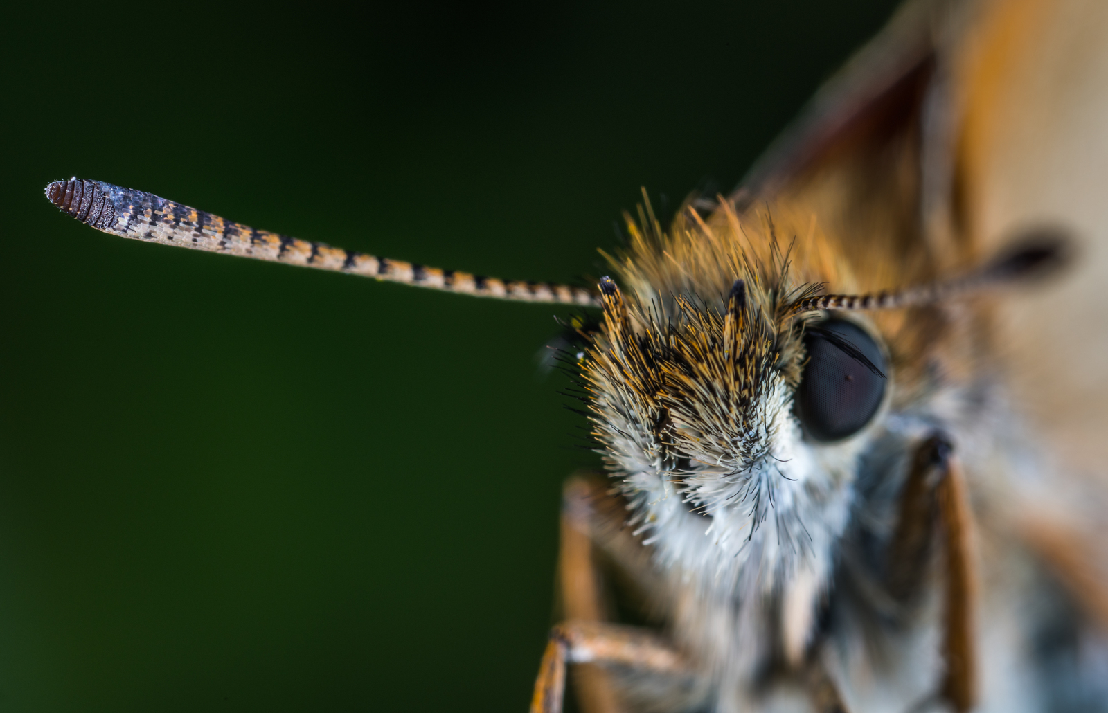 Macrophotographer's Notes: Fathead - My, fathead, Butterfly, Macro, Insects, Mp-e 65 mm, Longpost, Macro photography