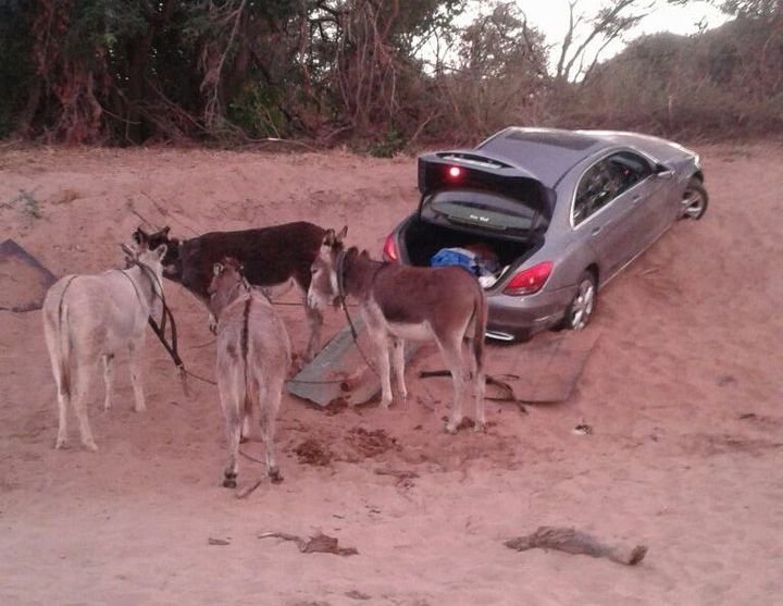 African car thieves towed stolen Mercedes with donkeys - Donkey, Auto, Hijacking, South Africa, Zimbabwe