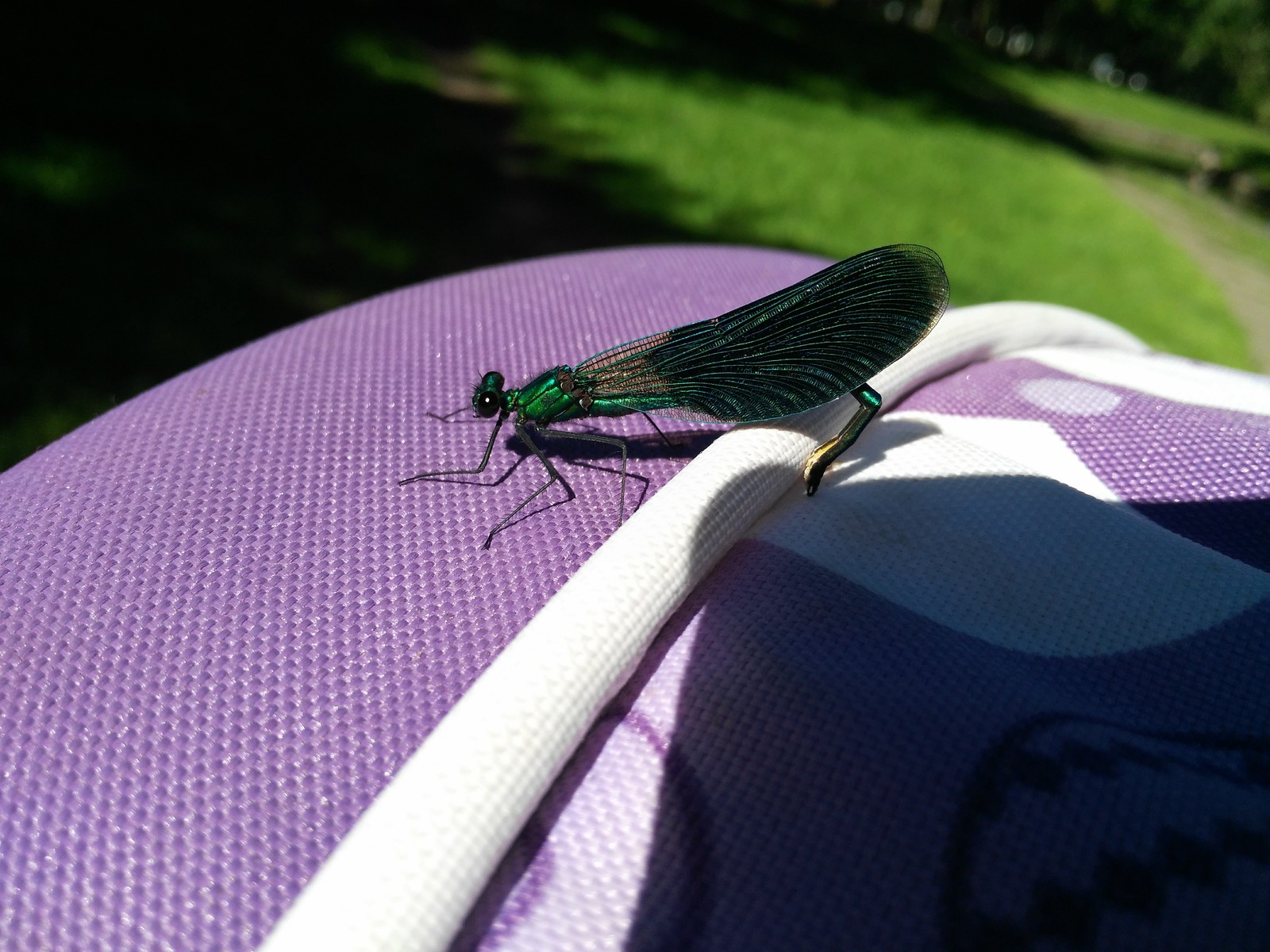 Help identify - Insects, Dragonfly, Identification