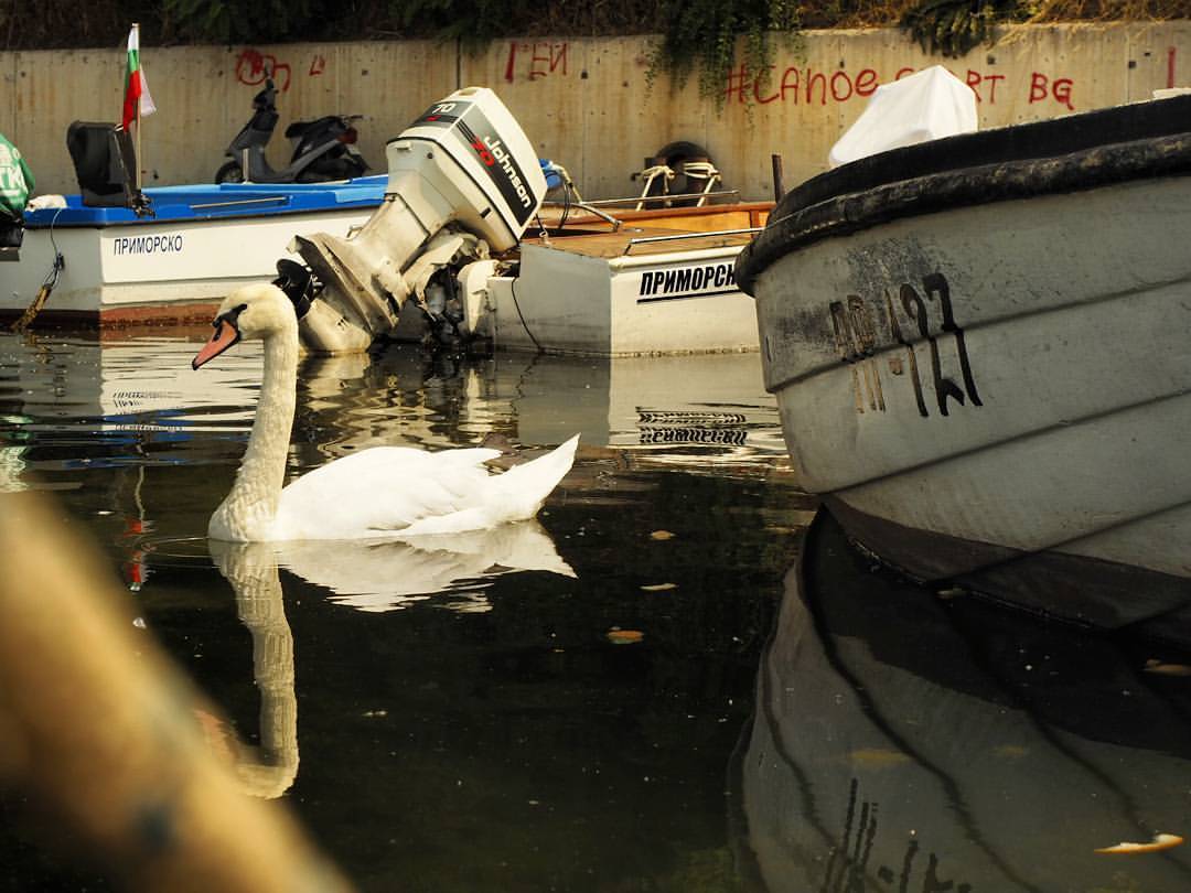 White Swan - My, Swans, Bulgaria, A boat