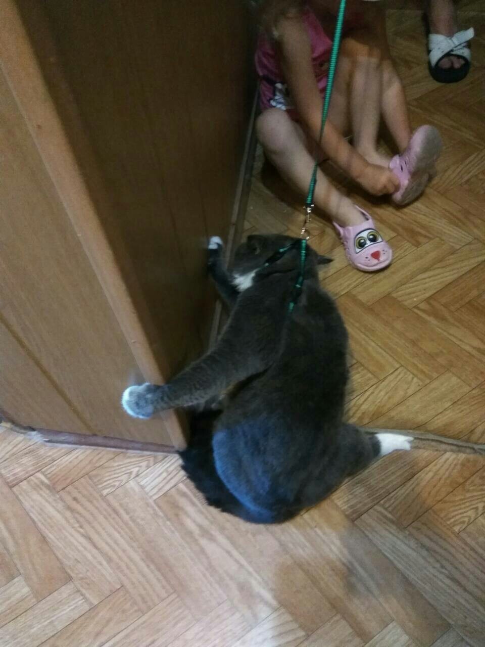 My cat loves to walk - My, cat, Walk