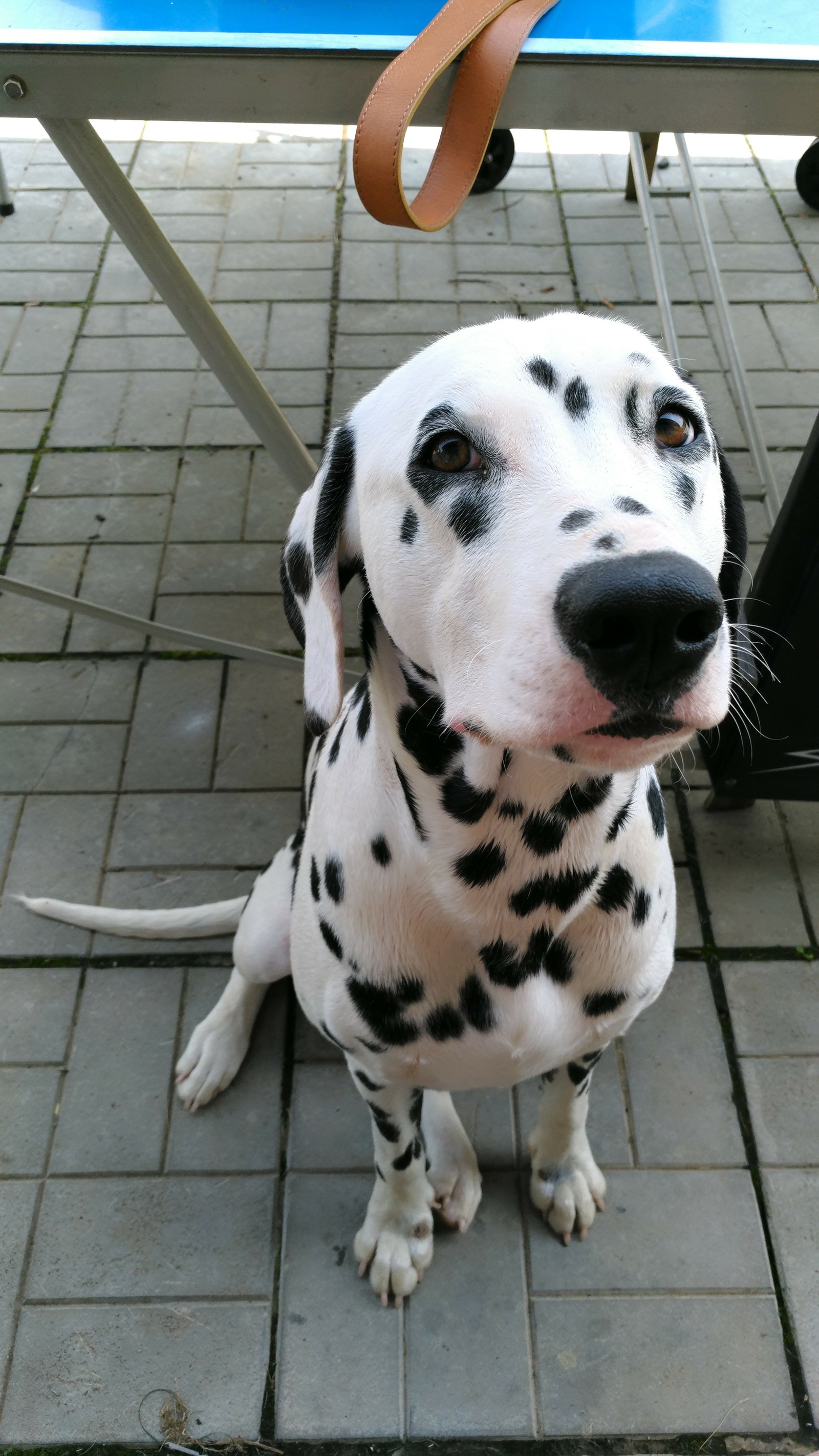 Terrible sore - My, Grandmother, Pets, Dog, Dalmatian, Dacha