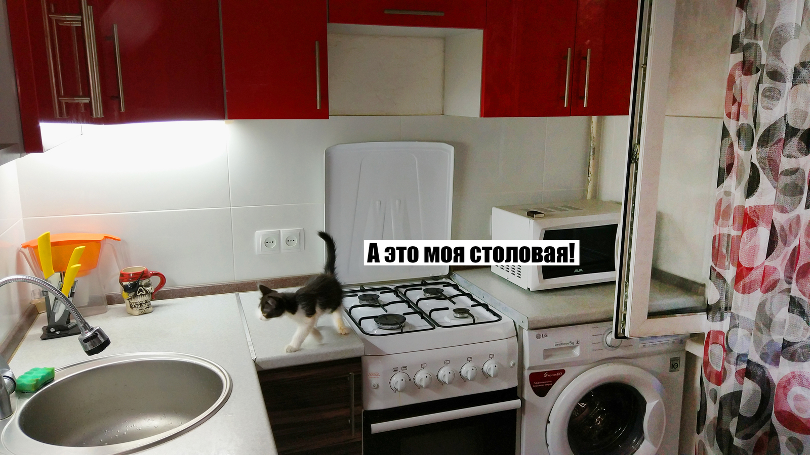 I will sell a kitten in Almaty - My, cat, Apartment, The property, Purchase, Almaty, Longpost