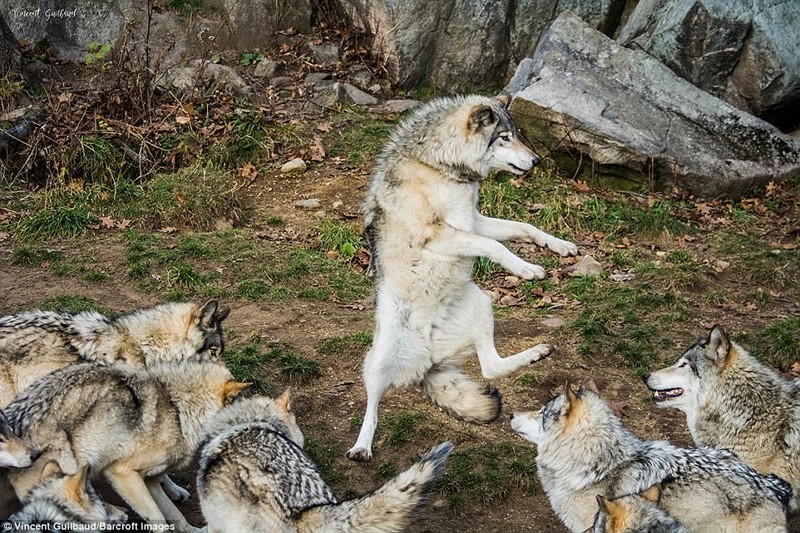 Душа поёт и ноги в пляс - Фотография, Животные, Волк, Танцы