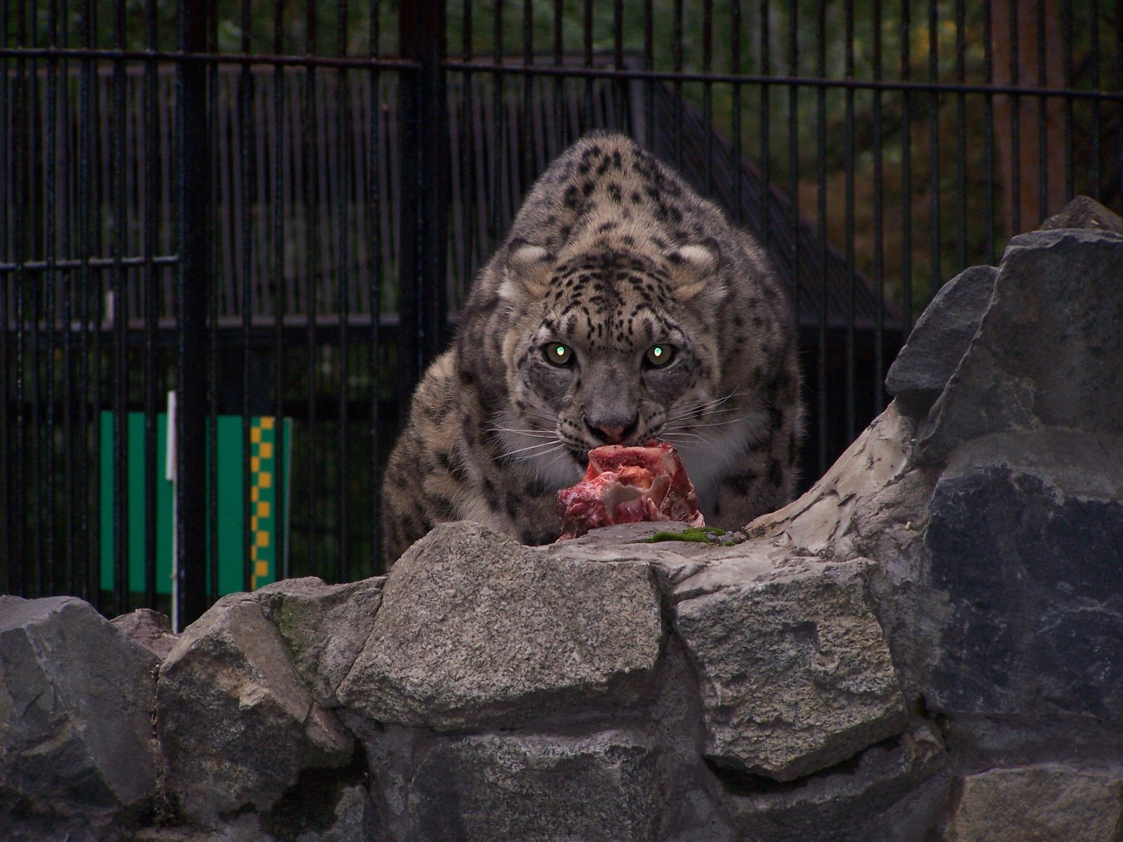 Lunch break at the Novosibirsk Zoo. - The photo, Dinner, Leopard, cat