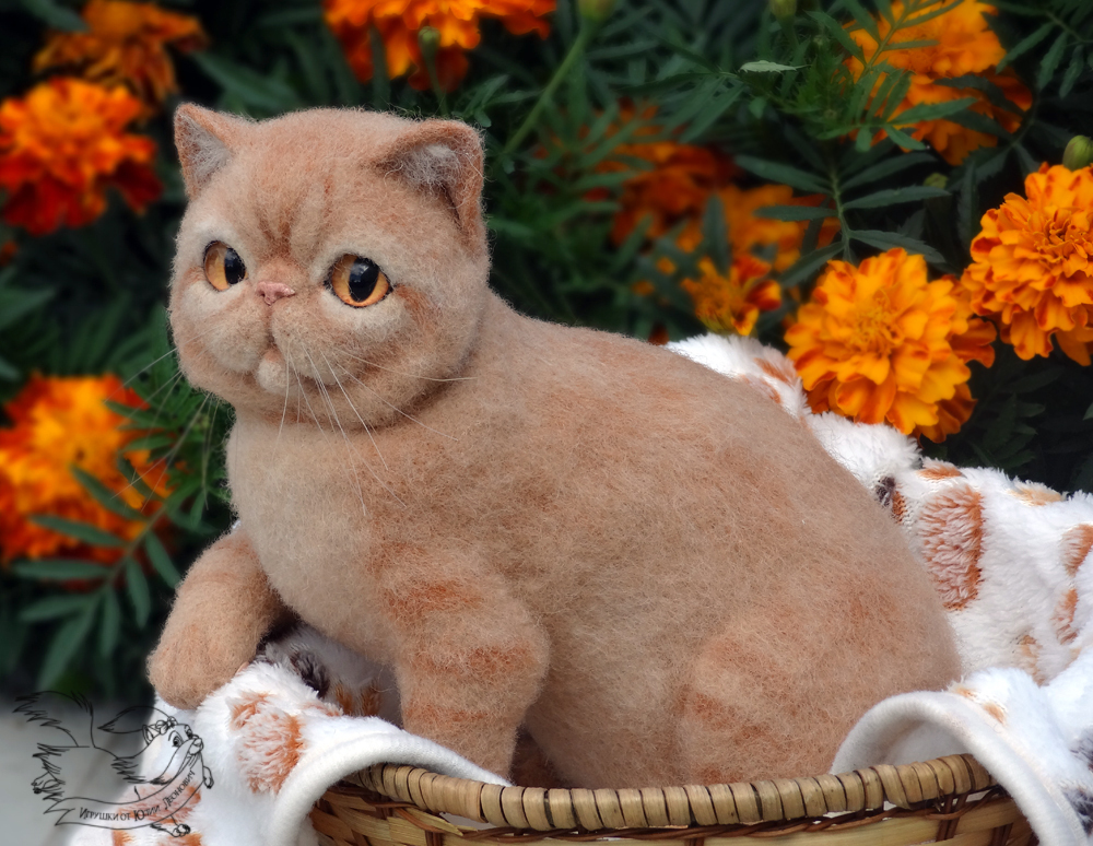 Felt toy. Exotic cat. - My, Cat breeds, Exot, , cat, Dry felting, Author's toy, , Longpost