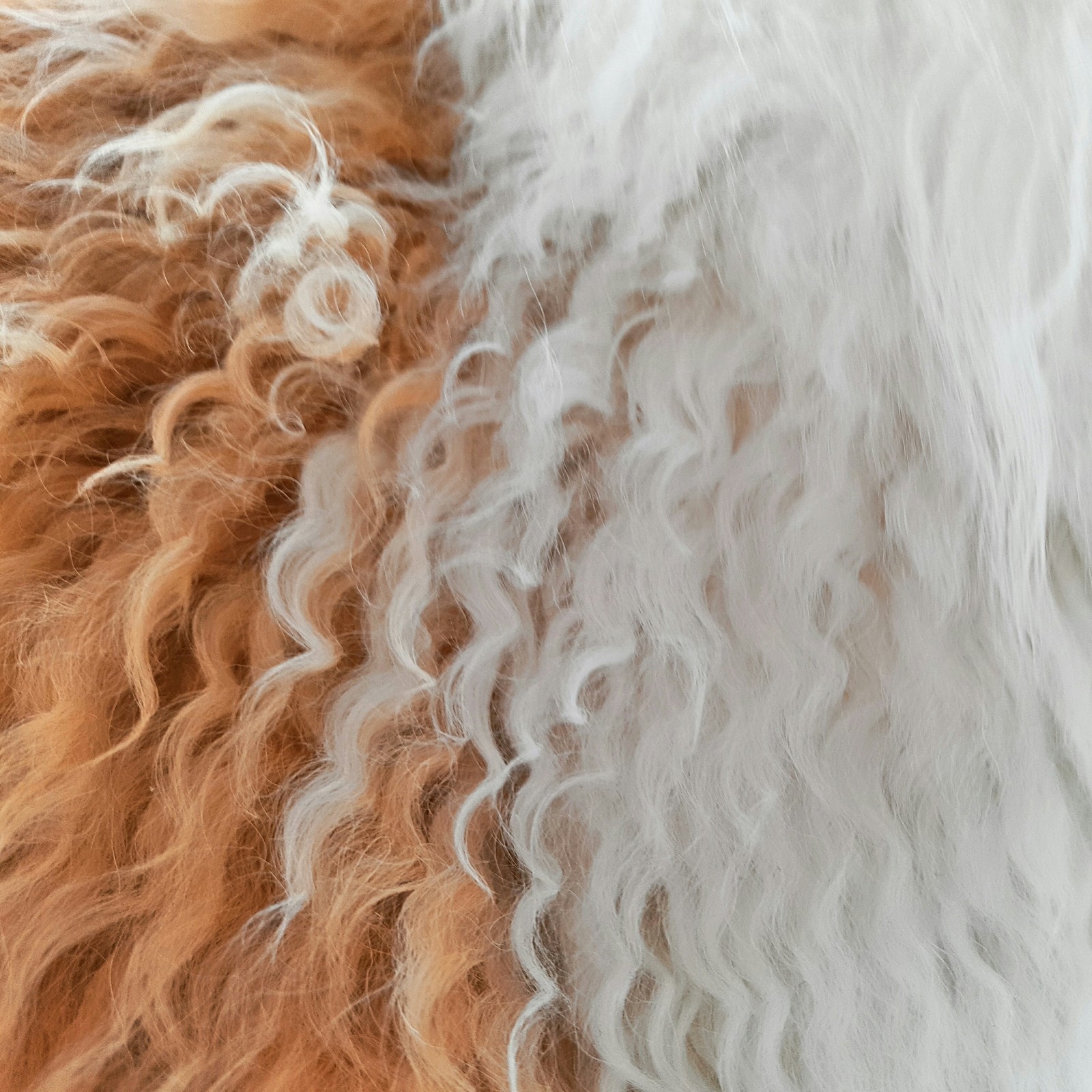 About red and curly - My, cat, Selkirk rex, , Redheads, Longpost