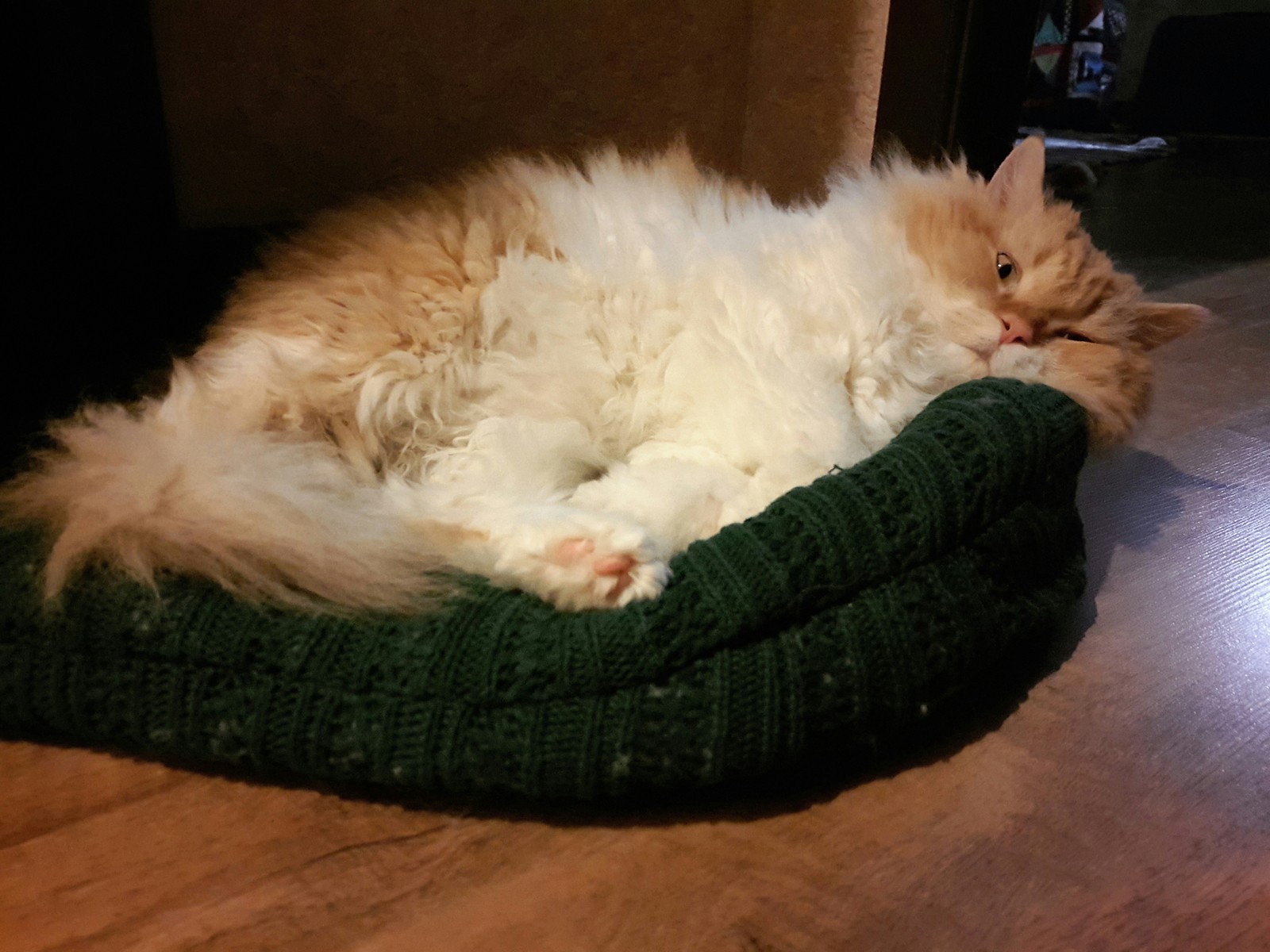 About red and curly - My, cat, Selkirk rex, , Redheads, Longpost