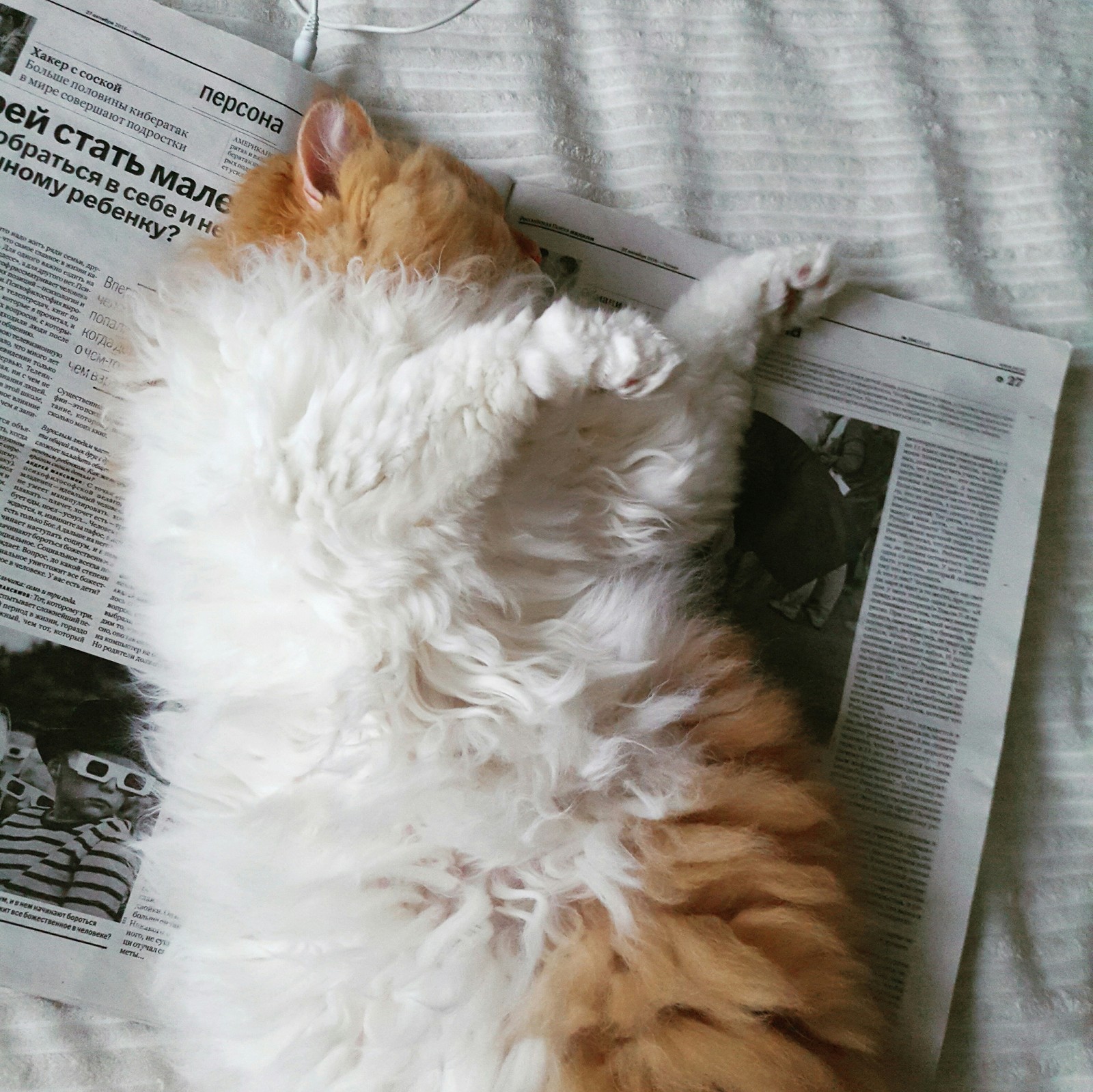 About red and curly - My, cat, Selkirk rex, , Redheads, Longpost