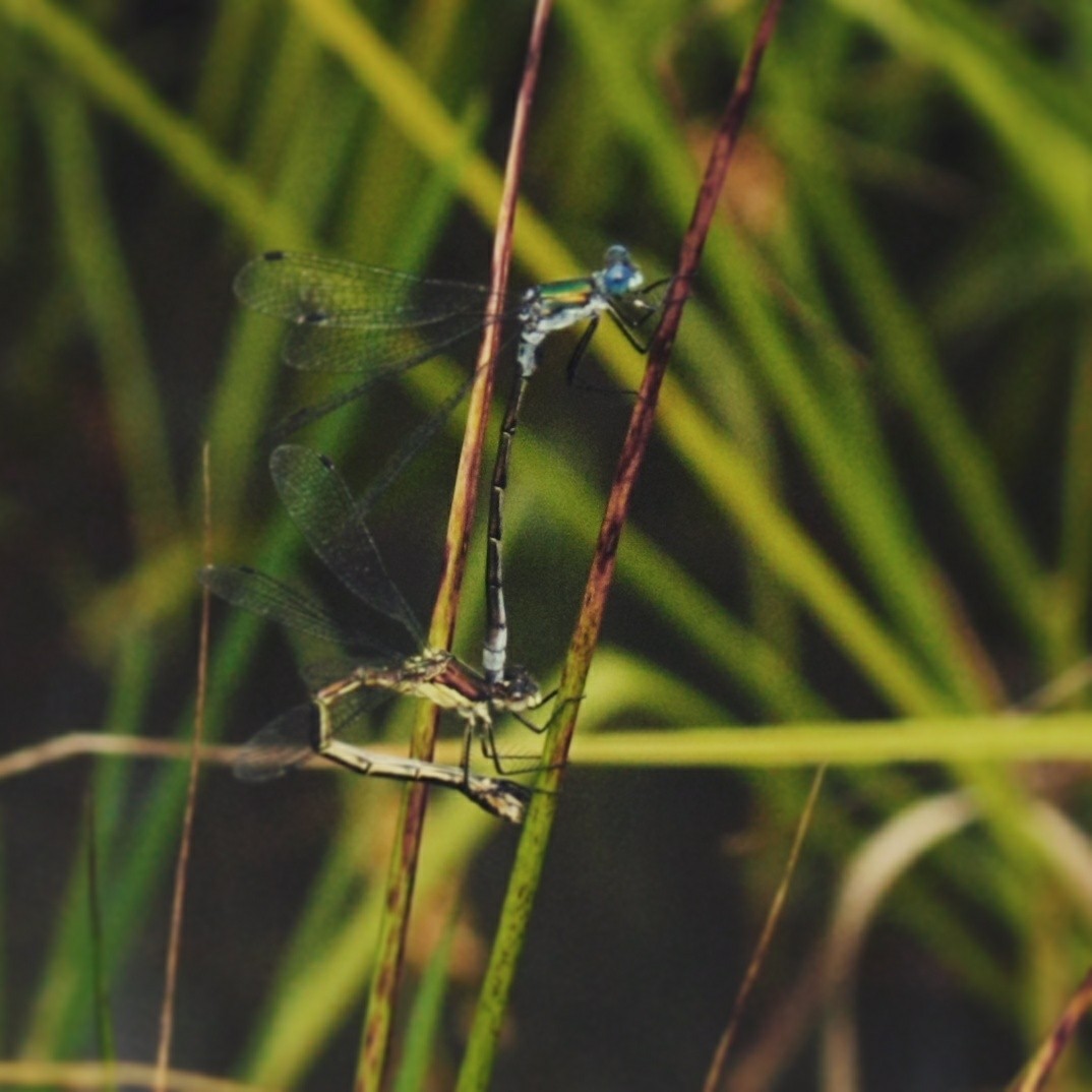 A little macro - My, Nature, Insects, Dragonfly, Macro, Longpost, Macro photography