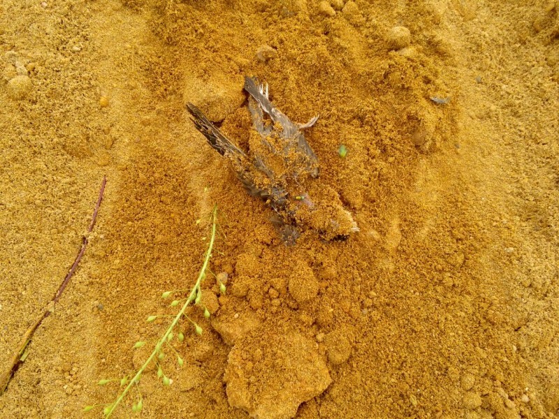 About 300 swift chicks were buried alive by an excavator near Naberezhnye Chelny in the village of Kalmash - news, Animal protection, Flailing, Idiocy, Longpost