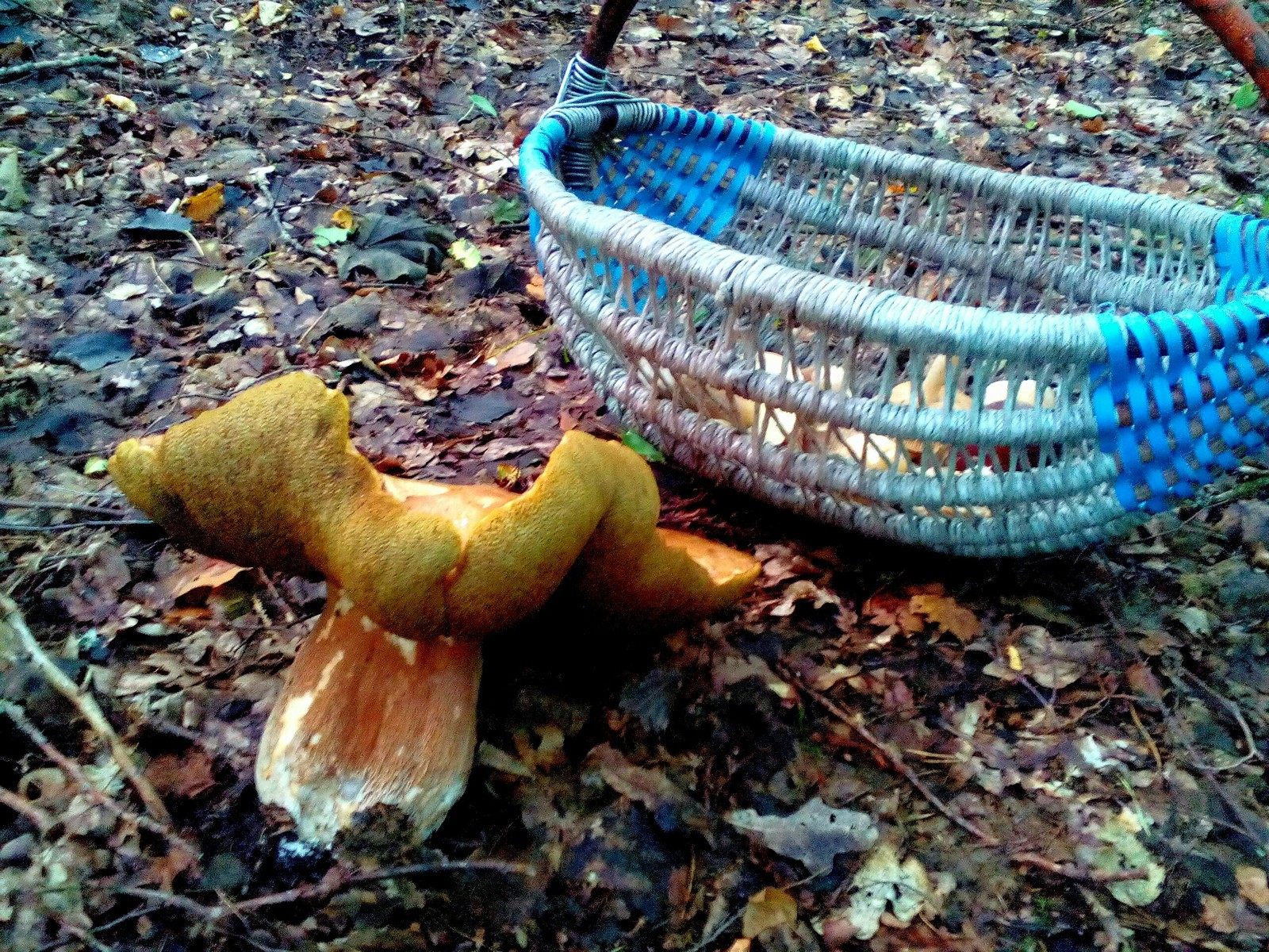 A few more mushrooms - My, Nature, Forest, Relaxation, Longpost