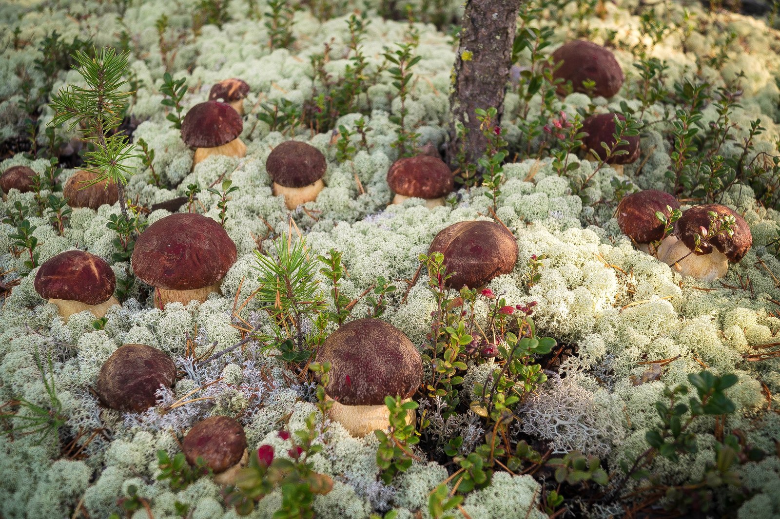 Mushrooms - My, Mushrooms, , Magic mushrooms