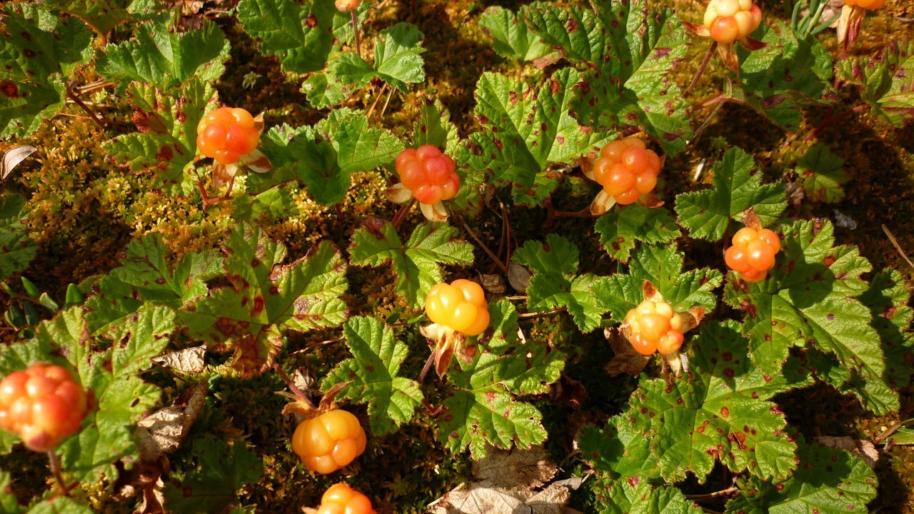 Sunny day in the swamp - Tundra, Komi, Cloudberry, Summer, Swamp