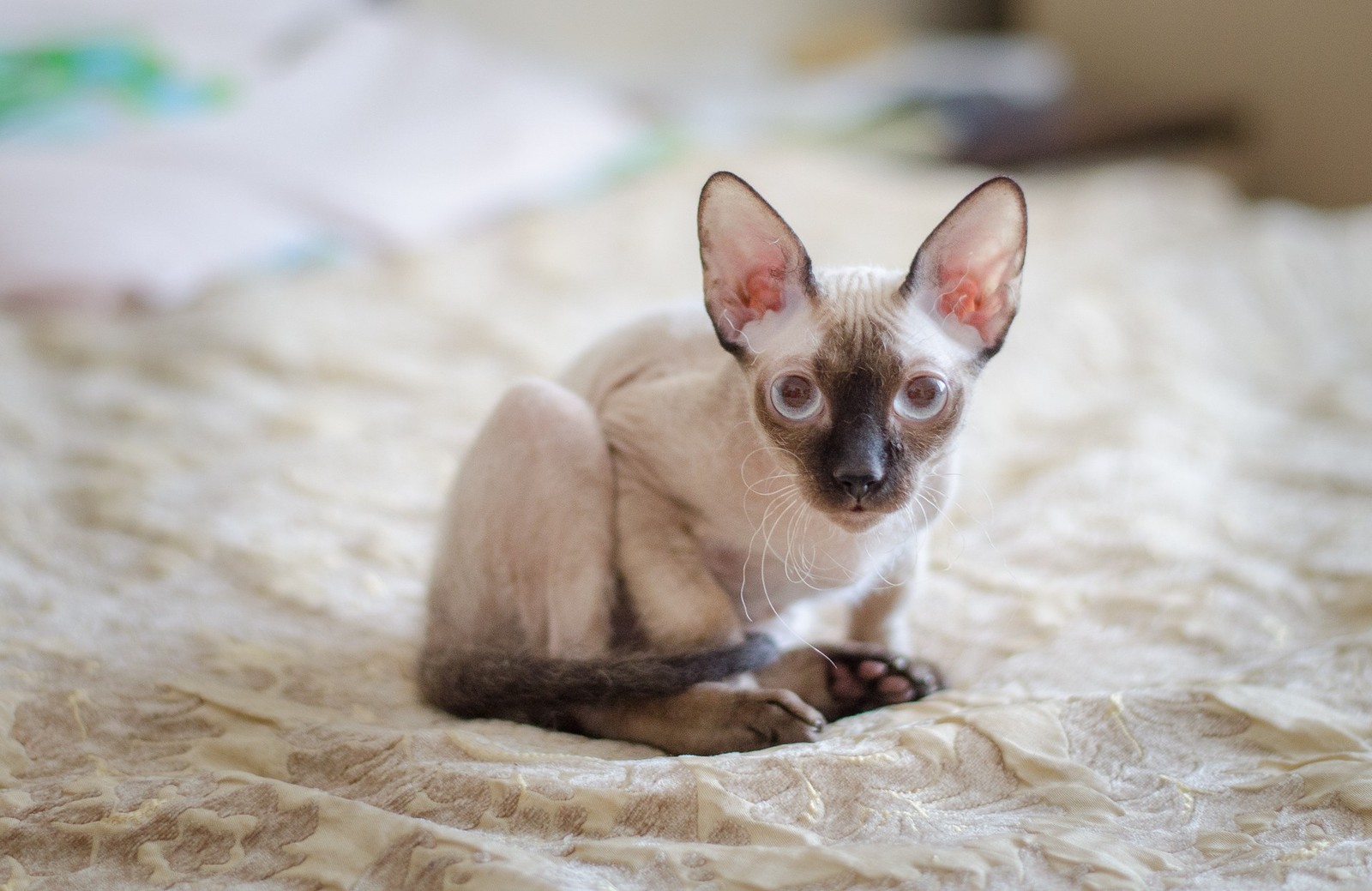 Sphinx - My, cat, Don Sphynx, sphinx cat, Sphinx, Longpost