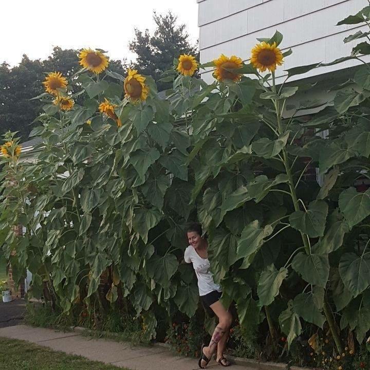 I planted some sunflowers. - Sunflower, Giants