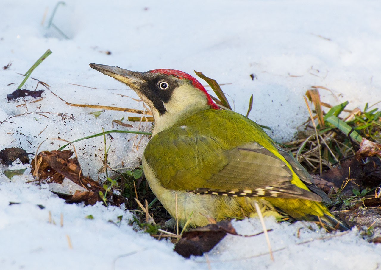 Green Woodpecker - , Woodpeckers, Green Woodpecker, Longpost