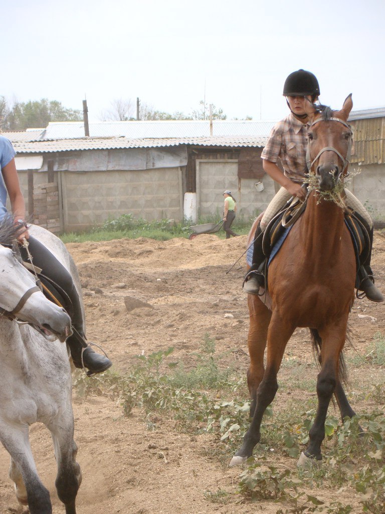 Lazy horses and troll horses - My, Horses, Horses, Behavior, Interesting, Longpost