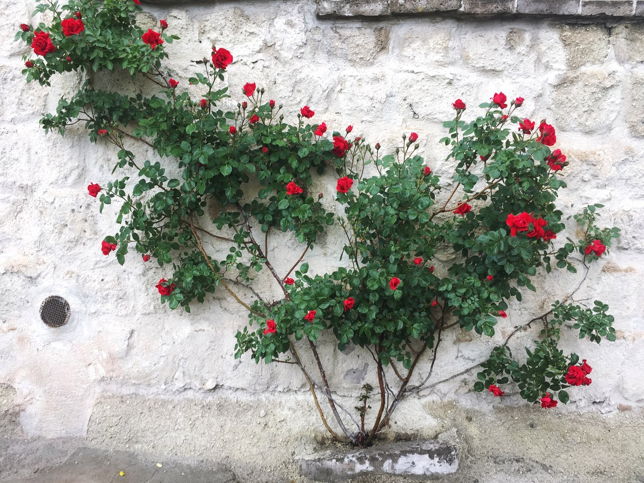 Cappadocia details. - My, Turkey, Tourism, Cappadocia, Details, Souvenirs, Travels, The photo, Flowers, Longpost