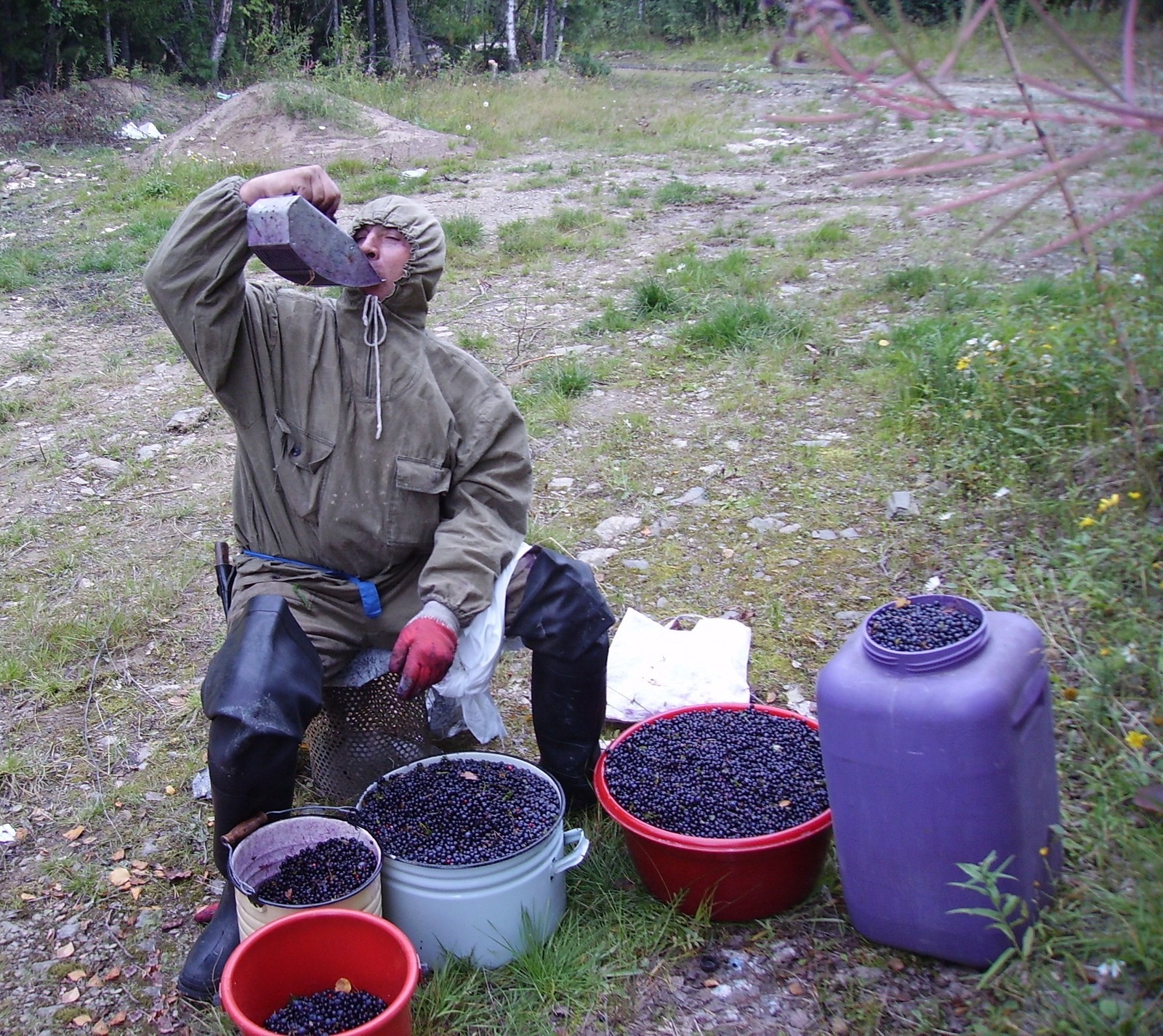 Picked up some blueberries... - My, Blueberry, Forest, Wild Plants