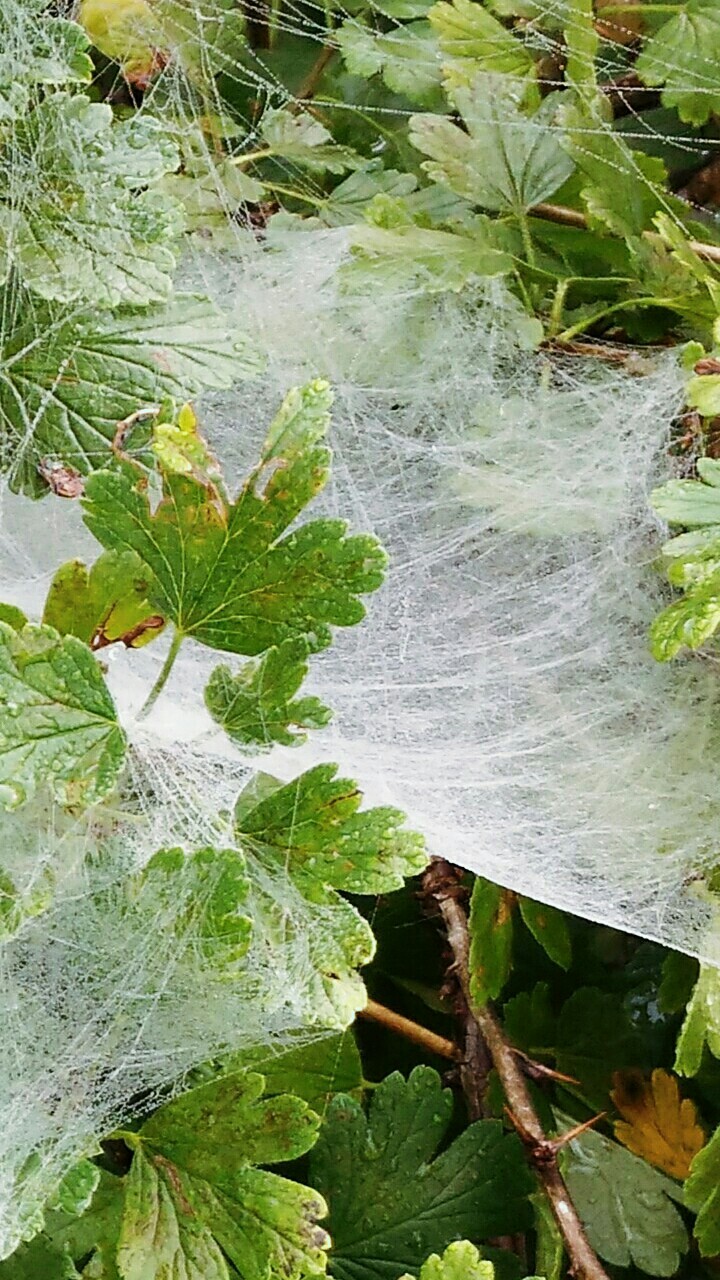 Morning beauty. - My, Morning, Nature, Web, Dew, Longpost