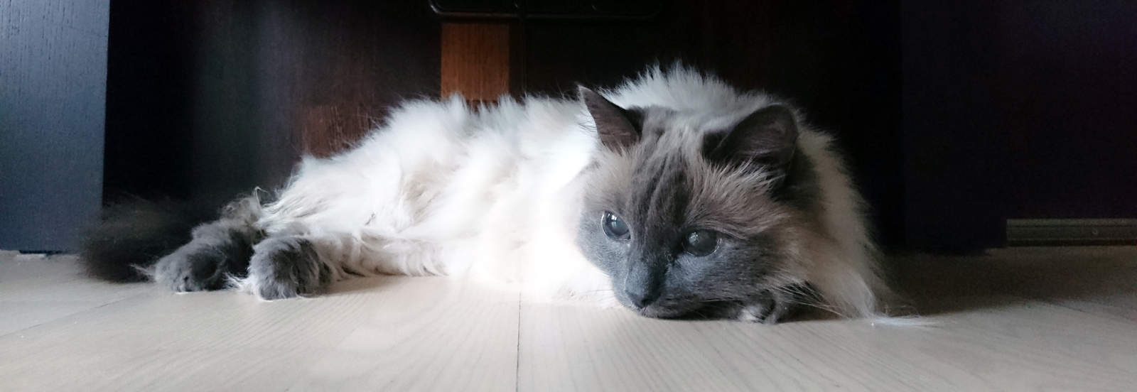 Meet the seventeen-year-old cat who... - My, cat, The photo