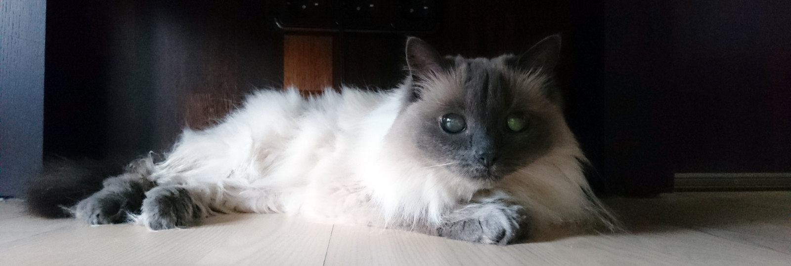 Meet the seventeen-year-old cat who... - My, cat, The photo