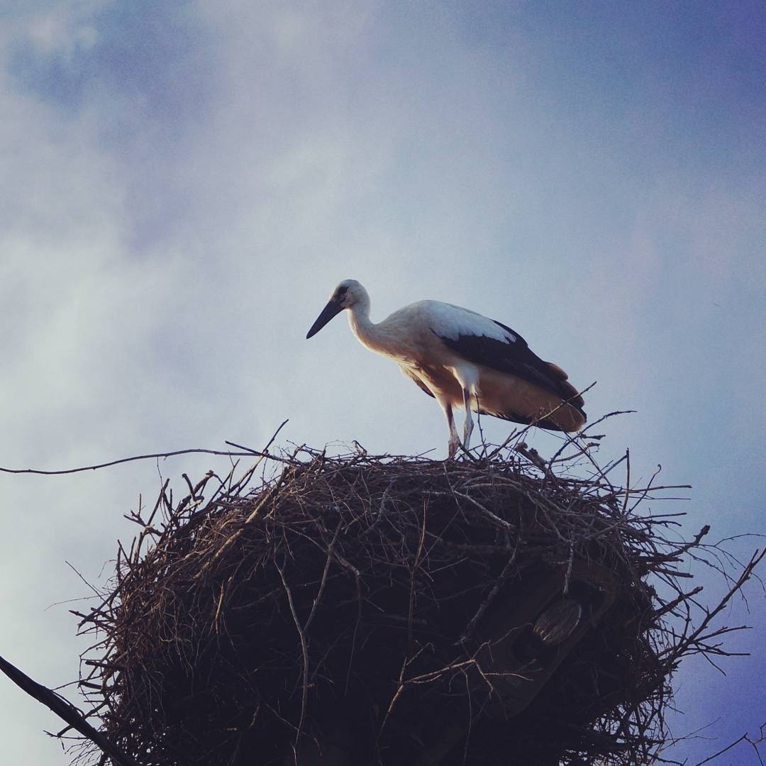 Storks - My, Stork, Birds, Longpost