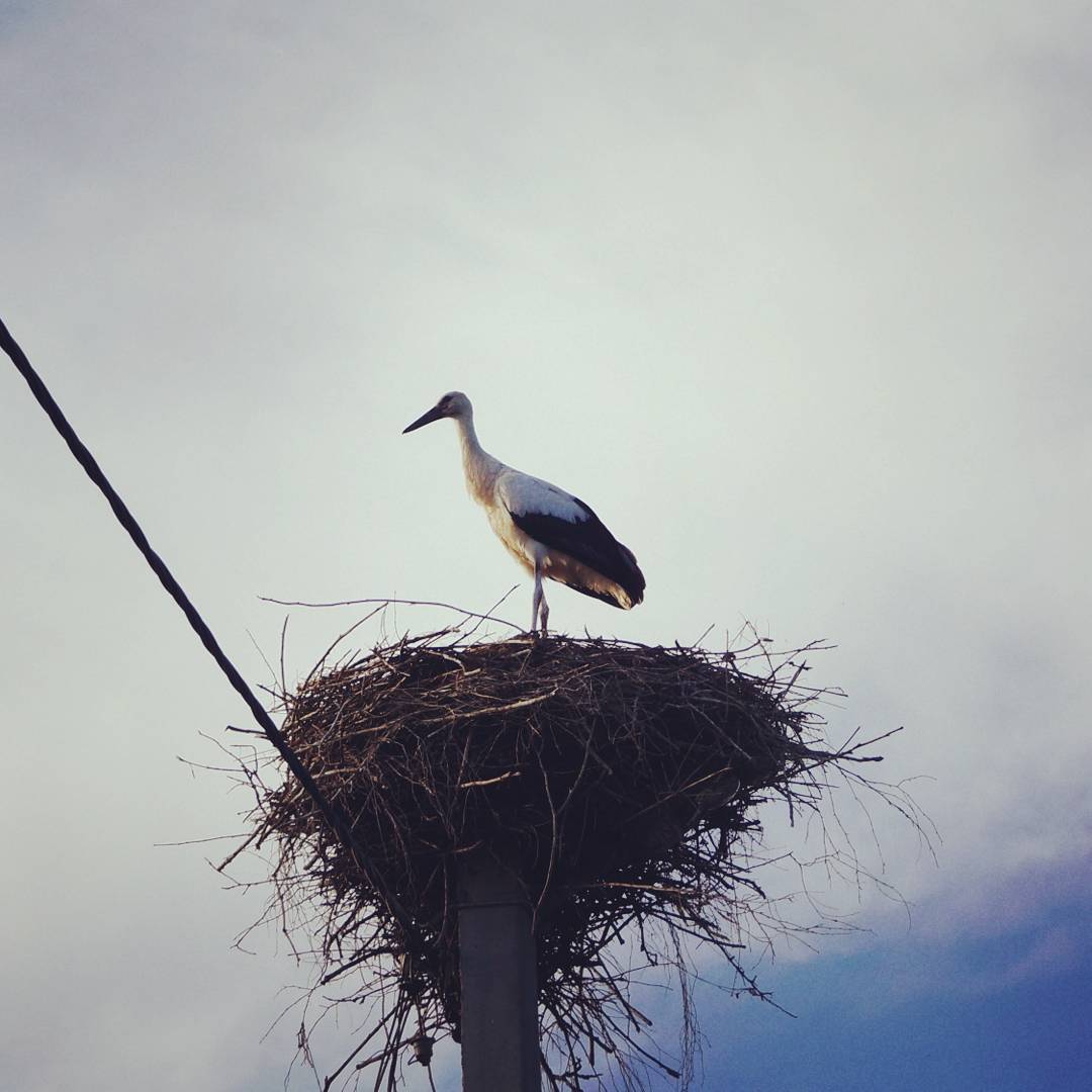 Storks - My, Stork, Birds, Longpost