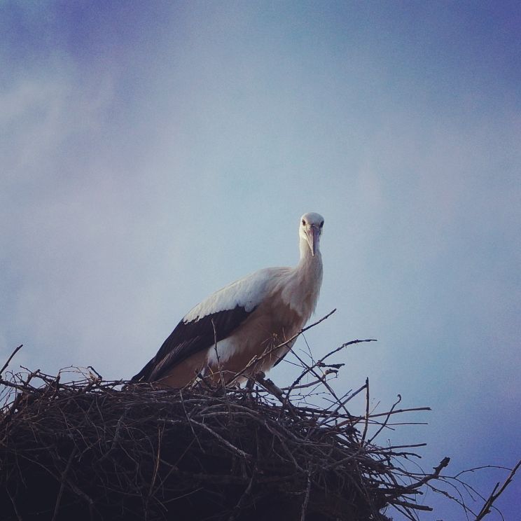 Storks - My, Stork, Birds, Longpost