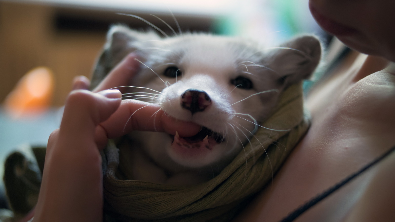 We domesticate the fox - My, Arctic fox, Animals, Russia, cat, Dog, Longpost