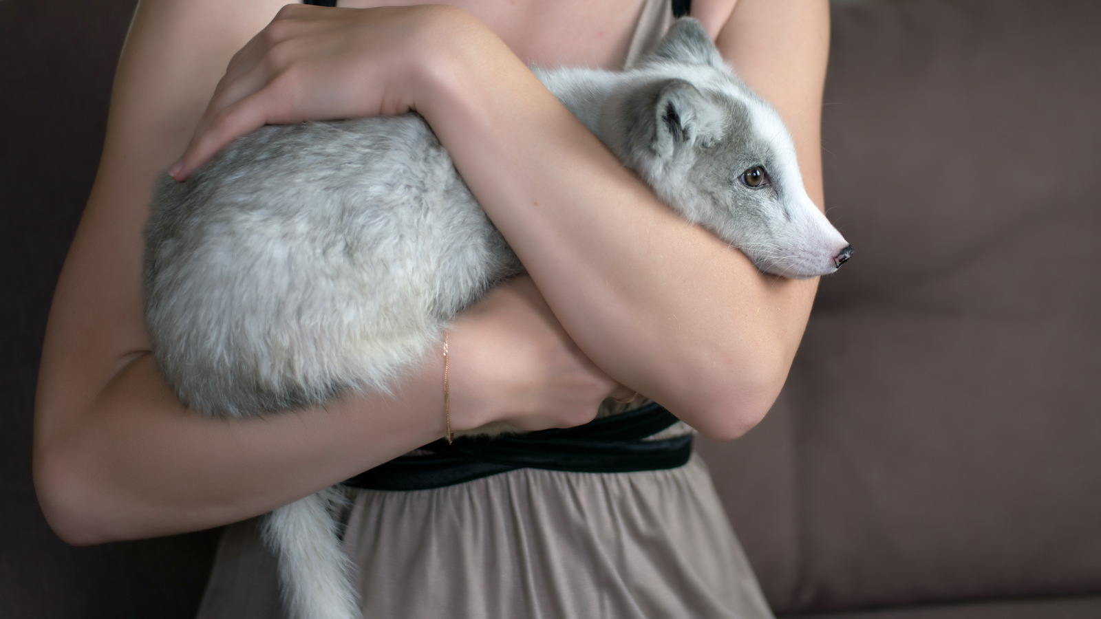 We domesticate the fox - My, Arctic fox, Animals, Russia, cat, Dog, Longpost