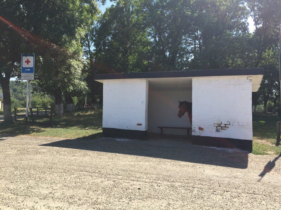 Waiting for his bus - My, Horses, Stop