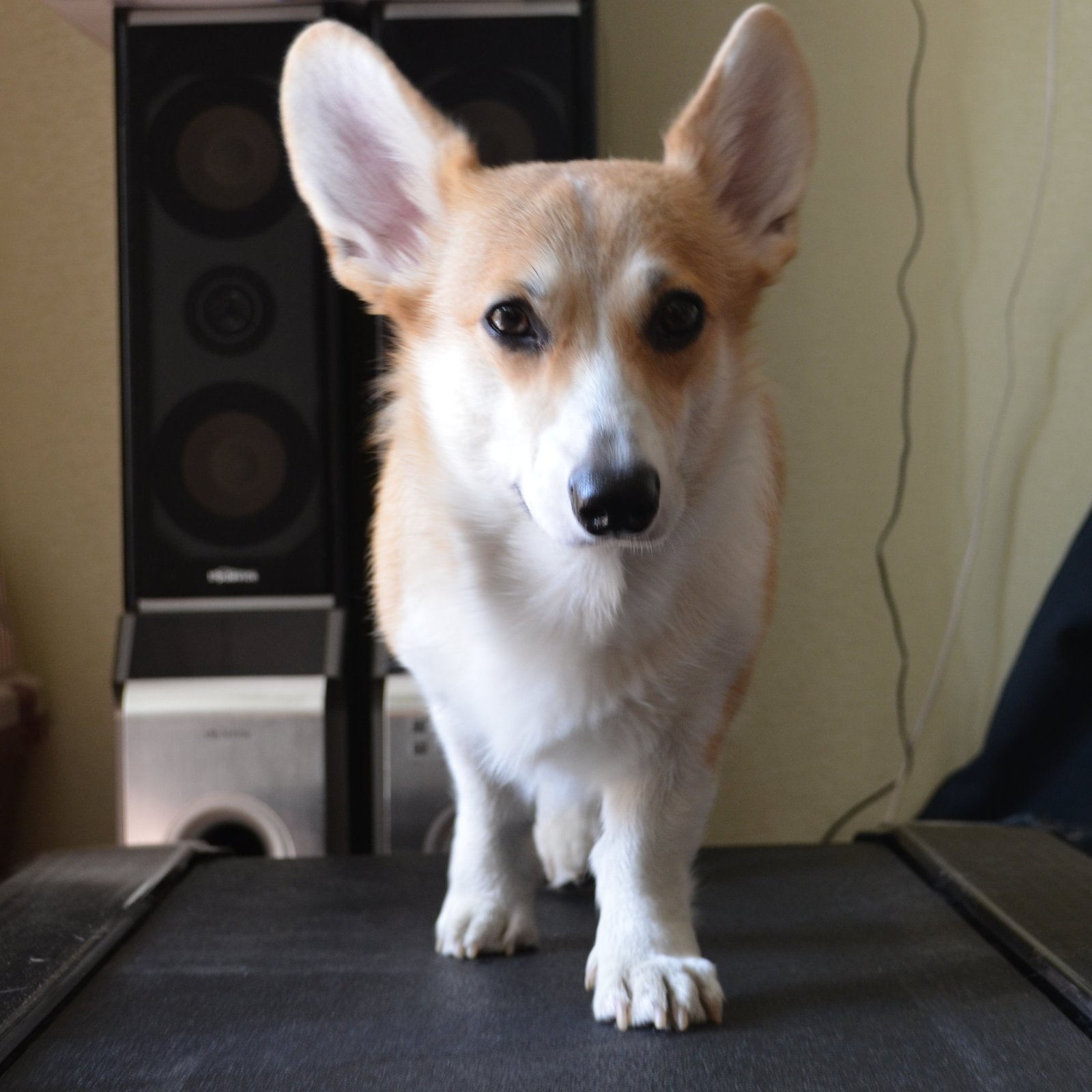 Corgi Fridays part three - My, Corgi, Dog, Longpost, cat