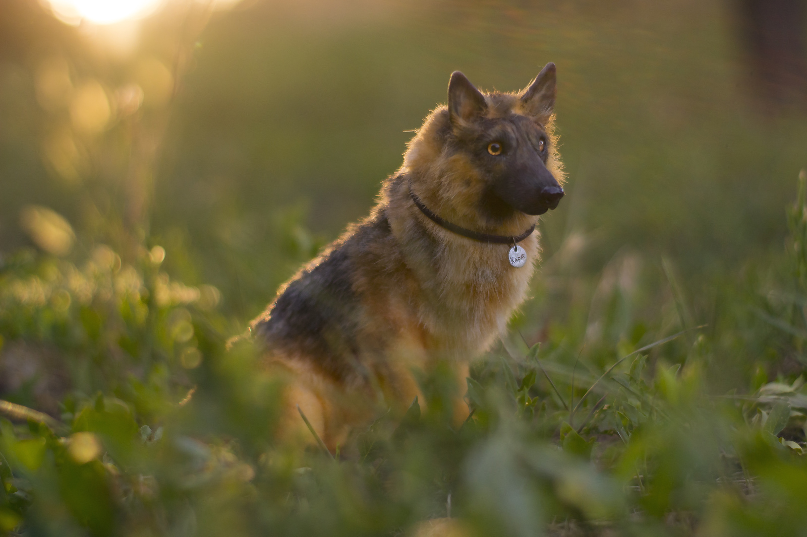 Mini copy of a pet. - My, Handmade, German Shepherd, Dog, Handmade, Polymer clay, Longpost, Needlework without process