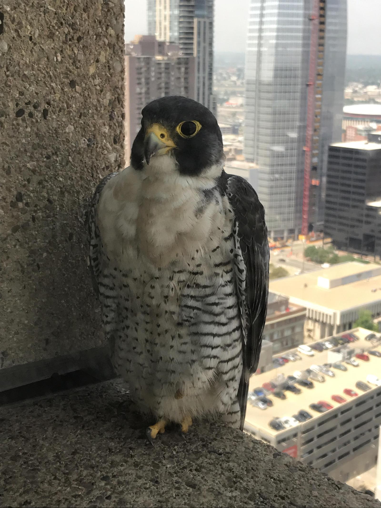 On the ledge outside the window.. - Guests, Windowsill, Falcon