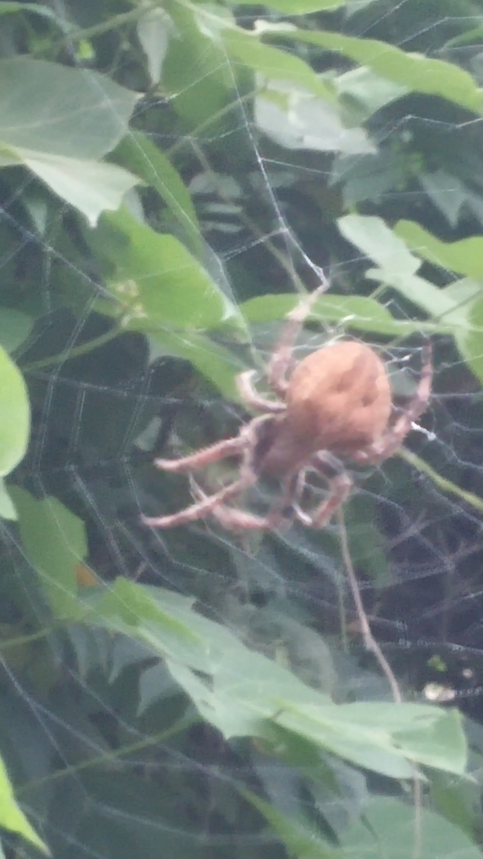 Neighbor - My, Spider, What's this?, Arachnophobia, South Korea, Longpost