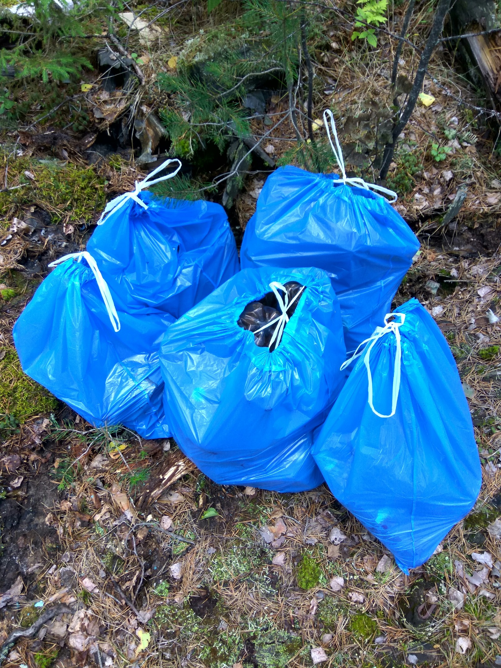 Traditional cleaning in the forest. - My, Clean forest, Forest, Garbage, Protection of Nature, Separate garbage collection, Cleaning, Longpost