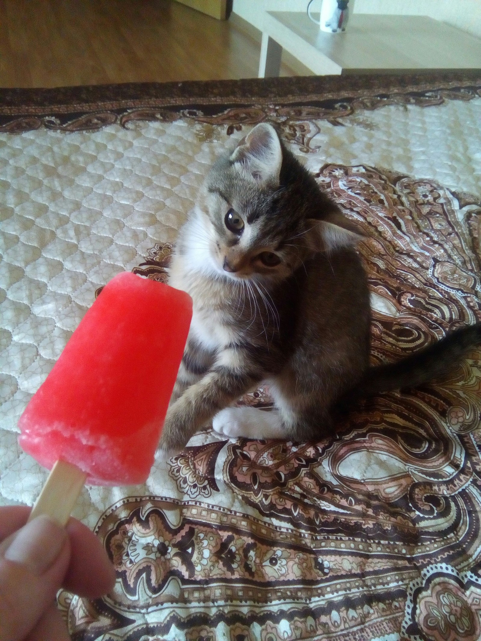 Cat and ice cream. - My, Sonya, Ice cream, Longpost, cat