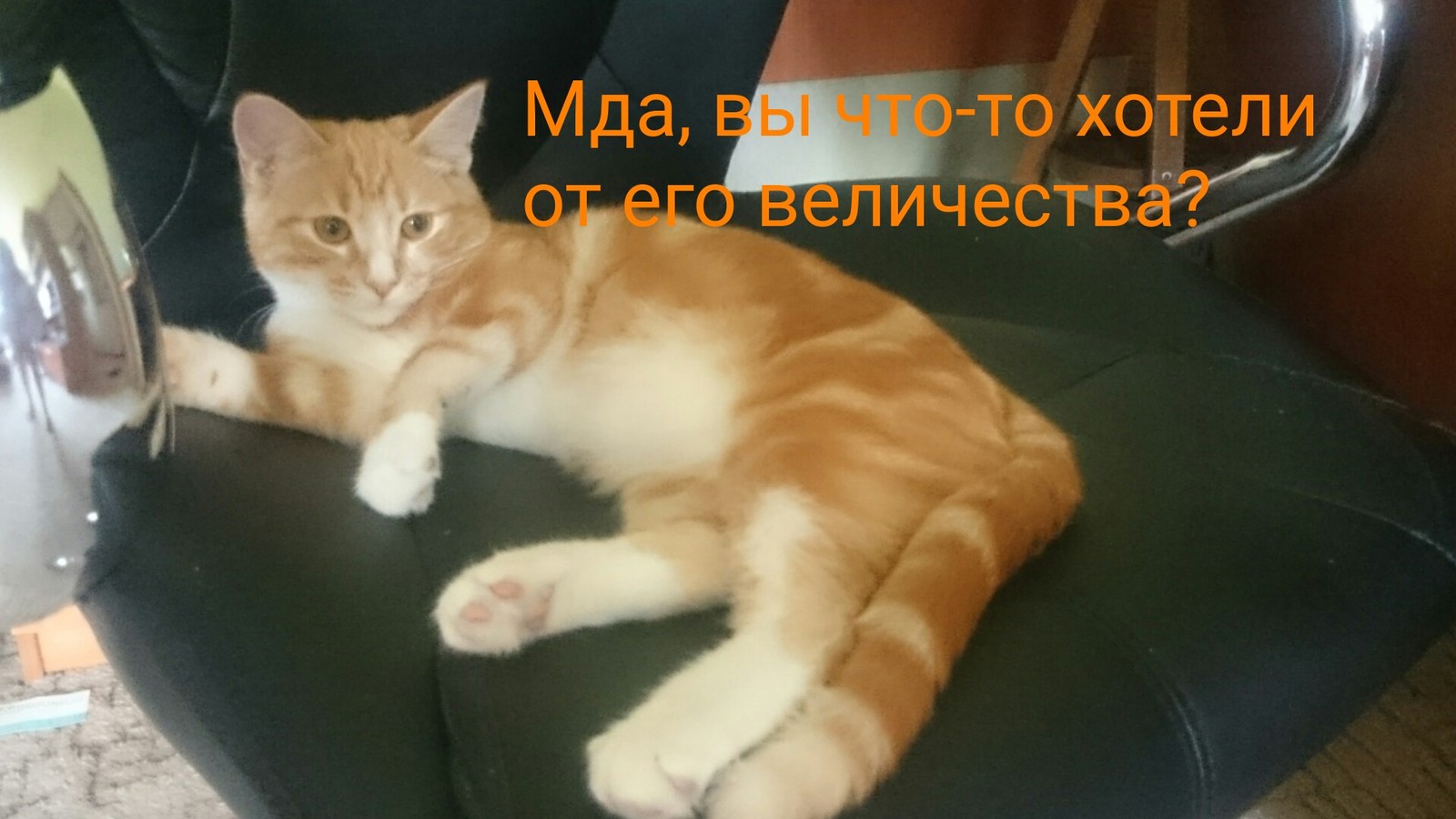 Идиот с котенком наруках, день кот знает какой - Моё, Кот, Рыжие