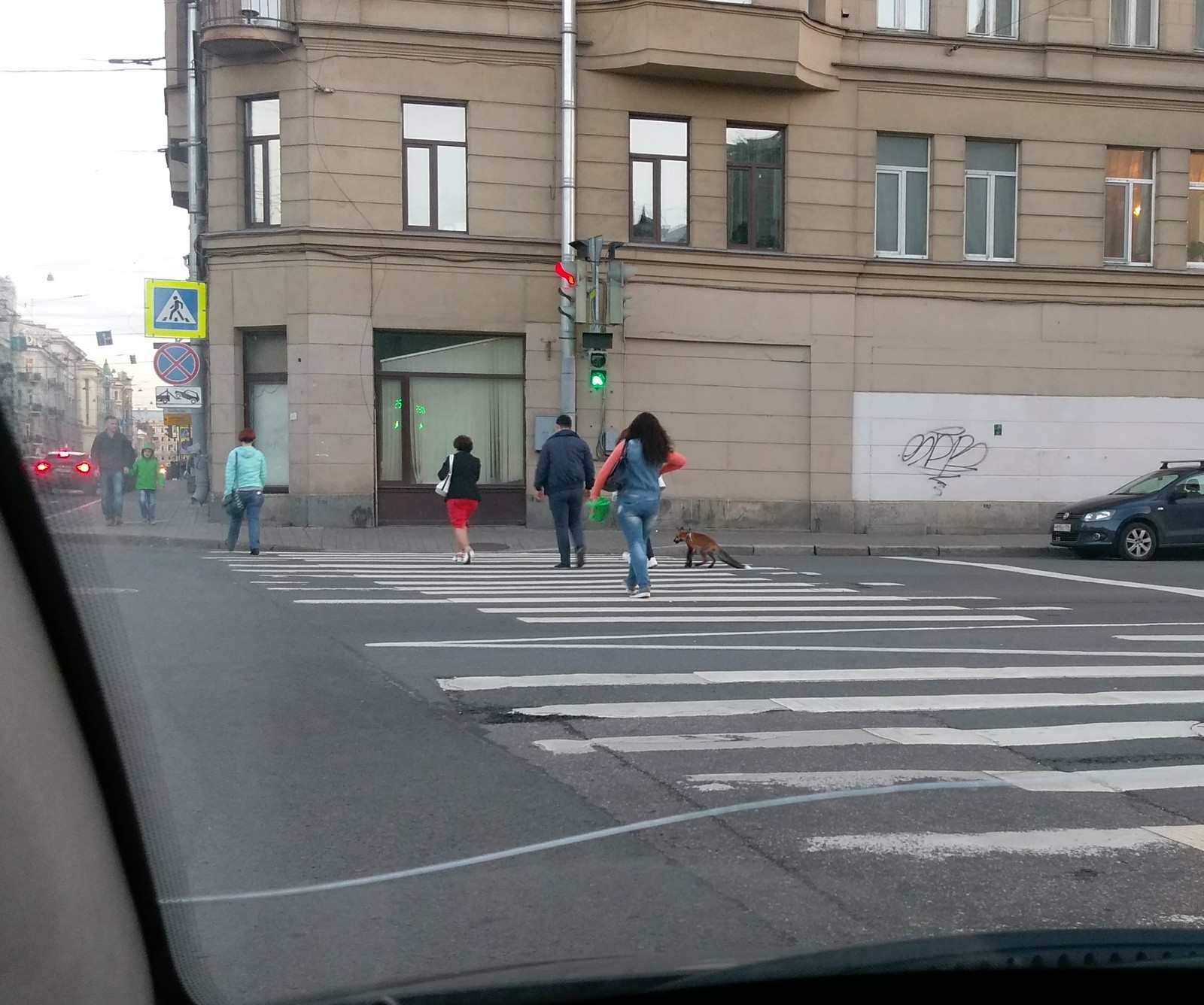 Fox on a leash) - My, Saint Petersburg, Fox