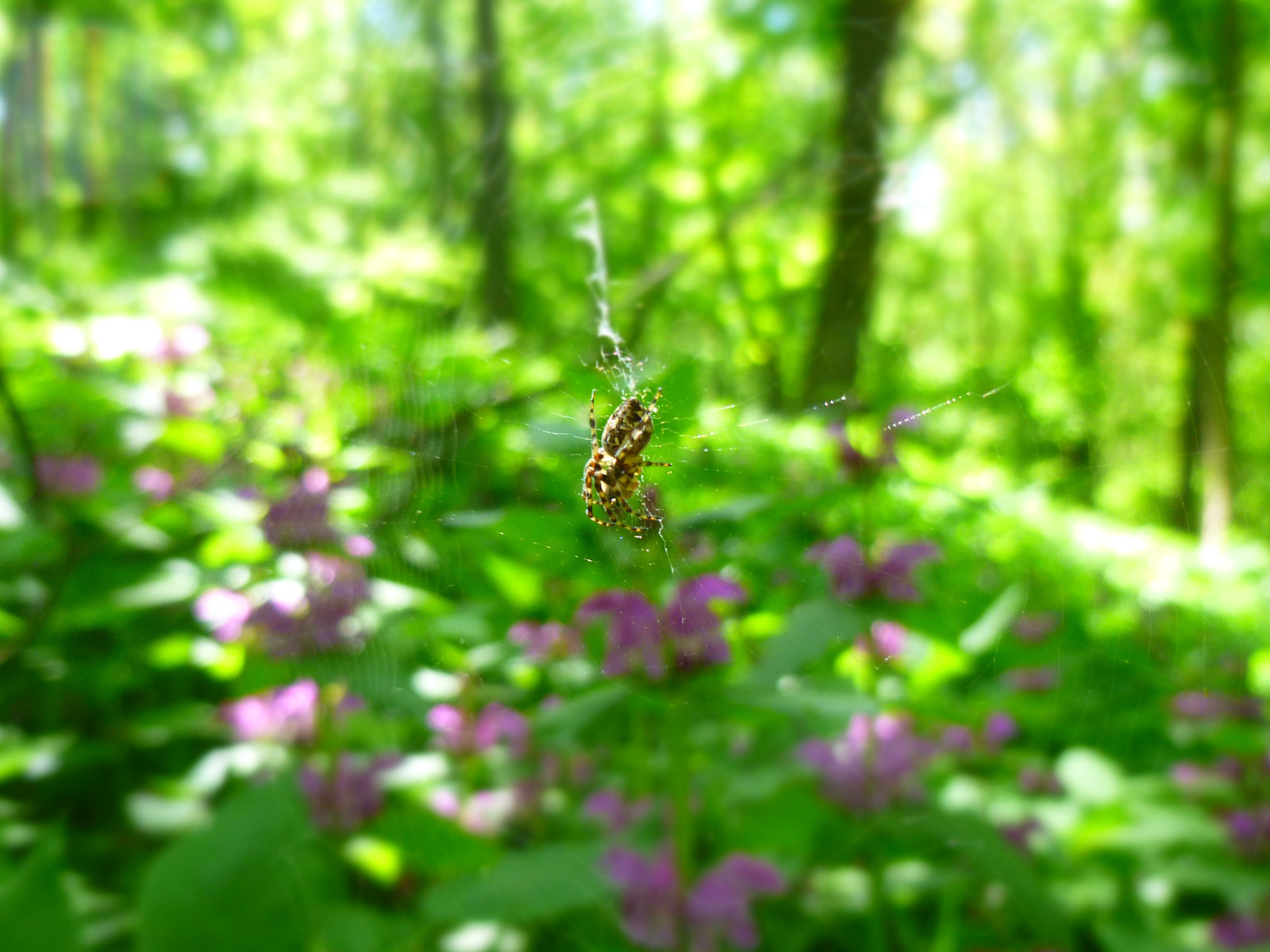 Walk in the woods - My, Forest, The photo, Soap dish, , My, Longpost, Panasonic Lumix