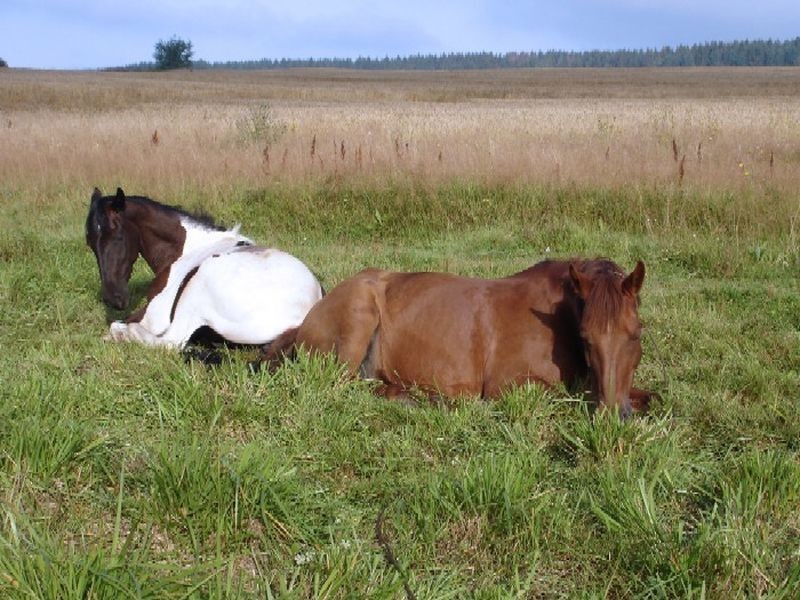 Sleep and rest of horses - Horses, Dream, Interesting, Video, Longpost