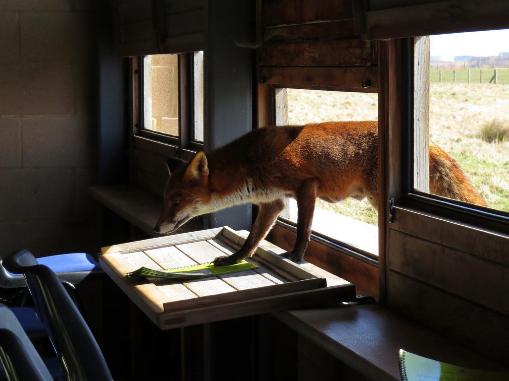 Hello, can I visit? ^.^ - Fox, Fyr, Milota, Animals