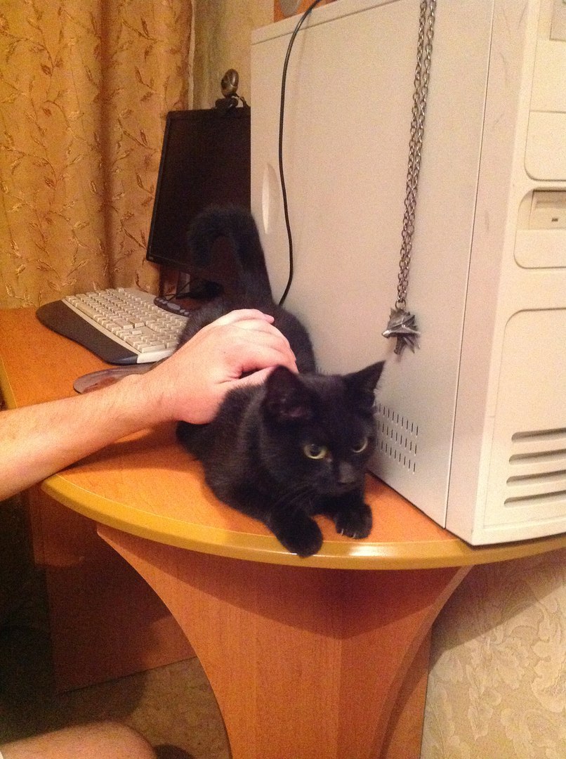 Novokuznetsk! - My, Lost, Black cat, Search, Homeless animals, Longpost