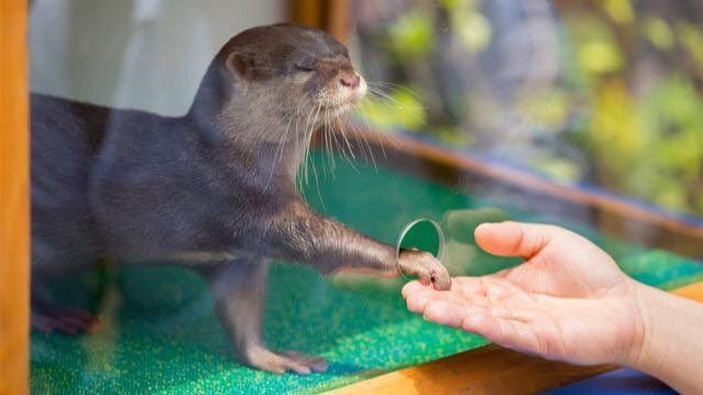 When I need my personal space, but I also want attention - Otter, King, Leprosy